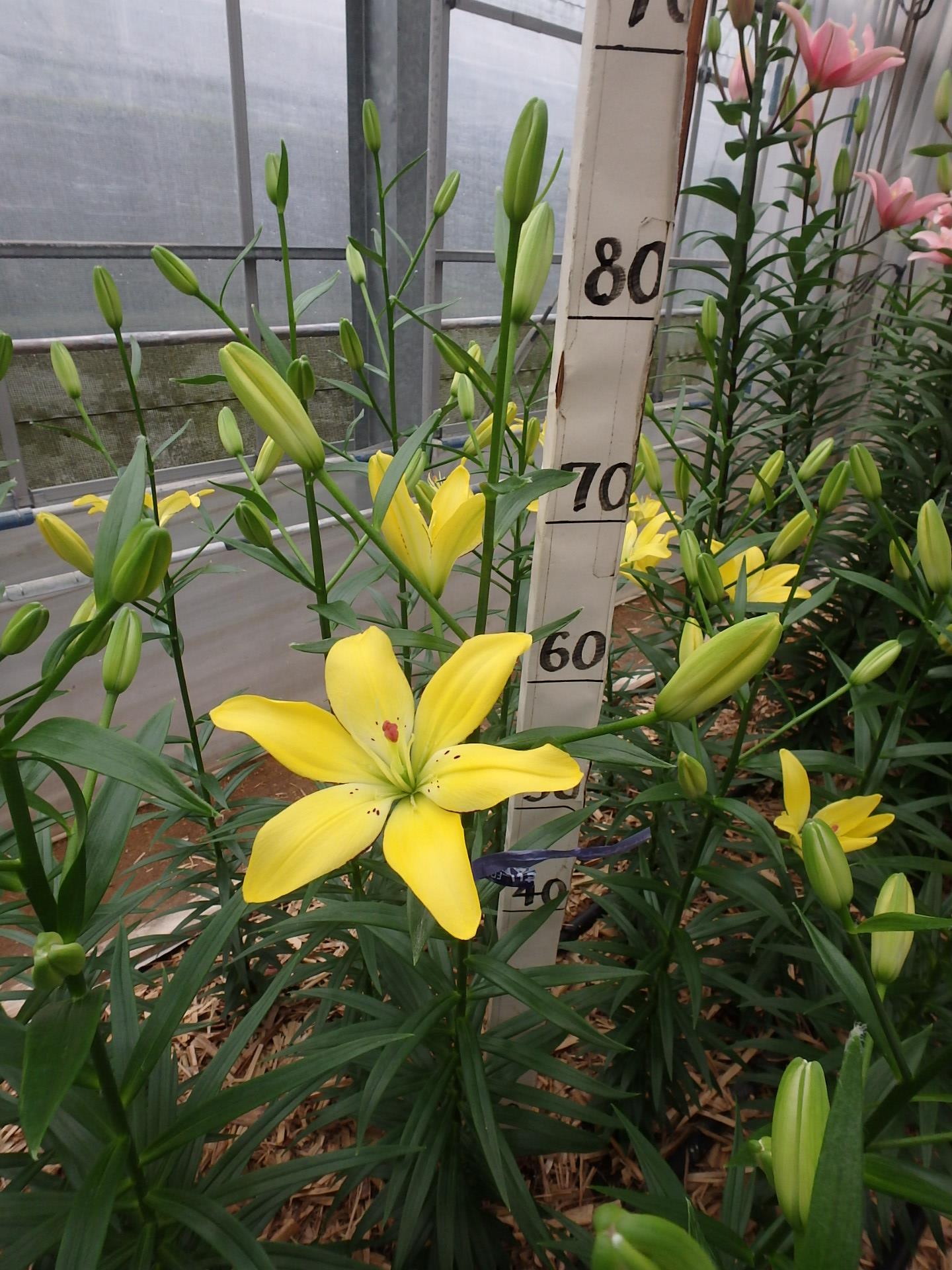 イエローココット(花粉無し)